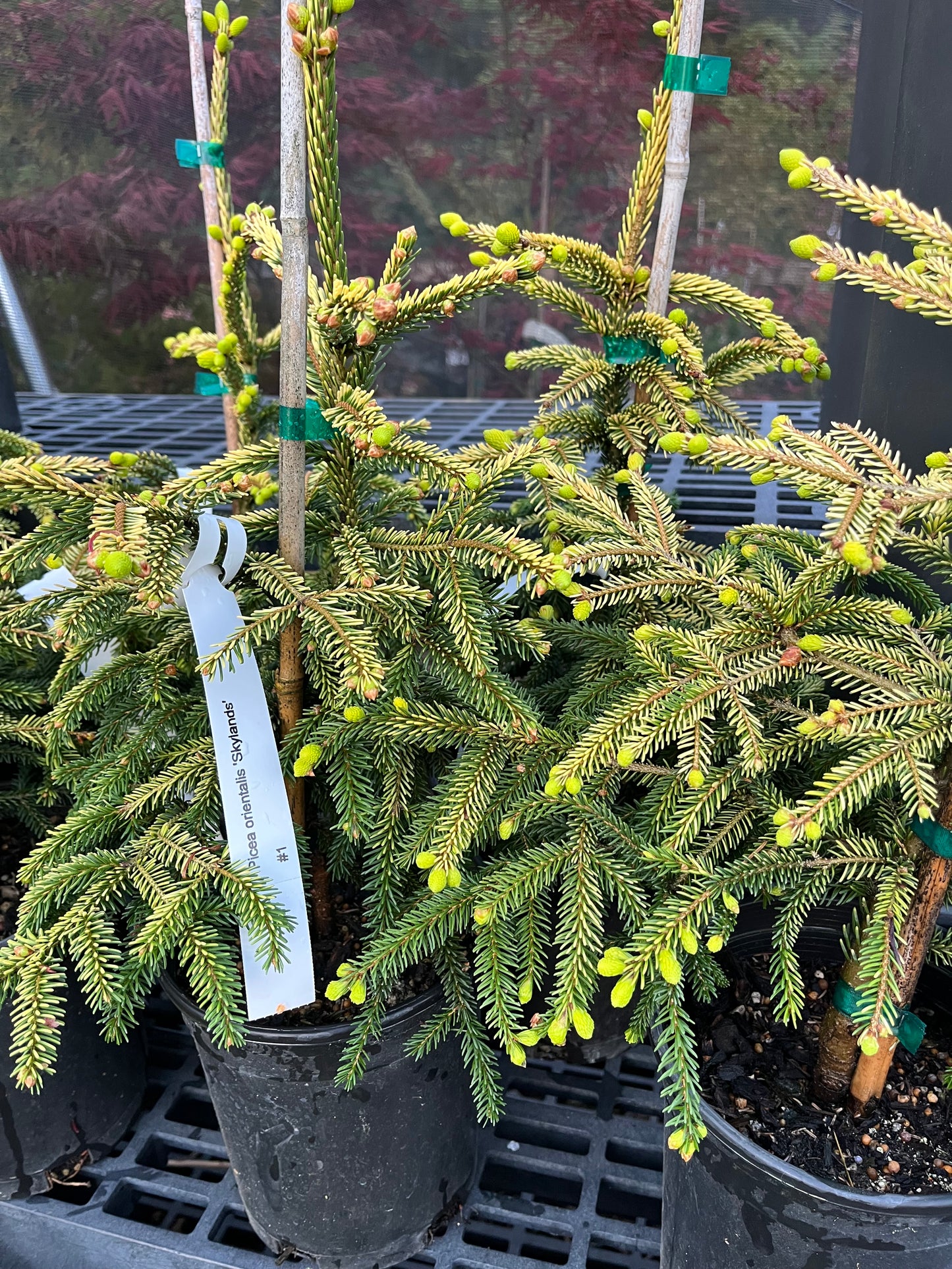 Skylands Golden Oriental Spruce, Picea Orientalis Conifer Tree - Live Plant