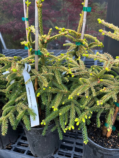 Skylands Golden Oriental Spruce, Picea Orientalis Conifer Tree - Live Plant
