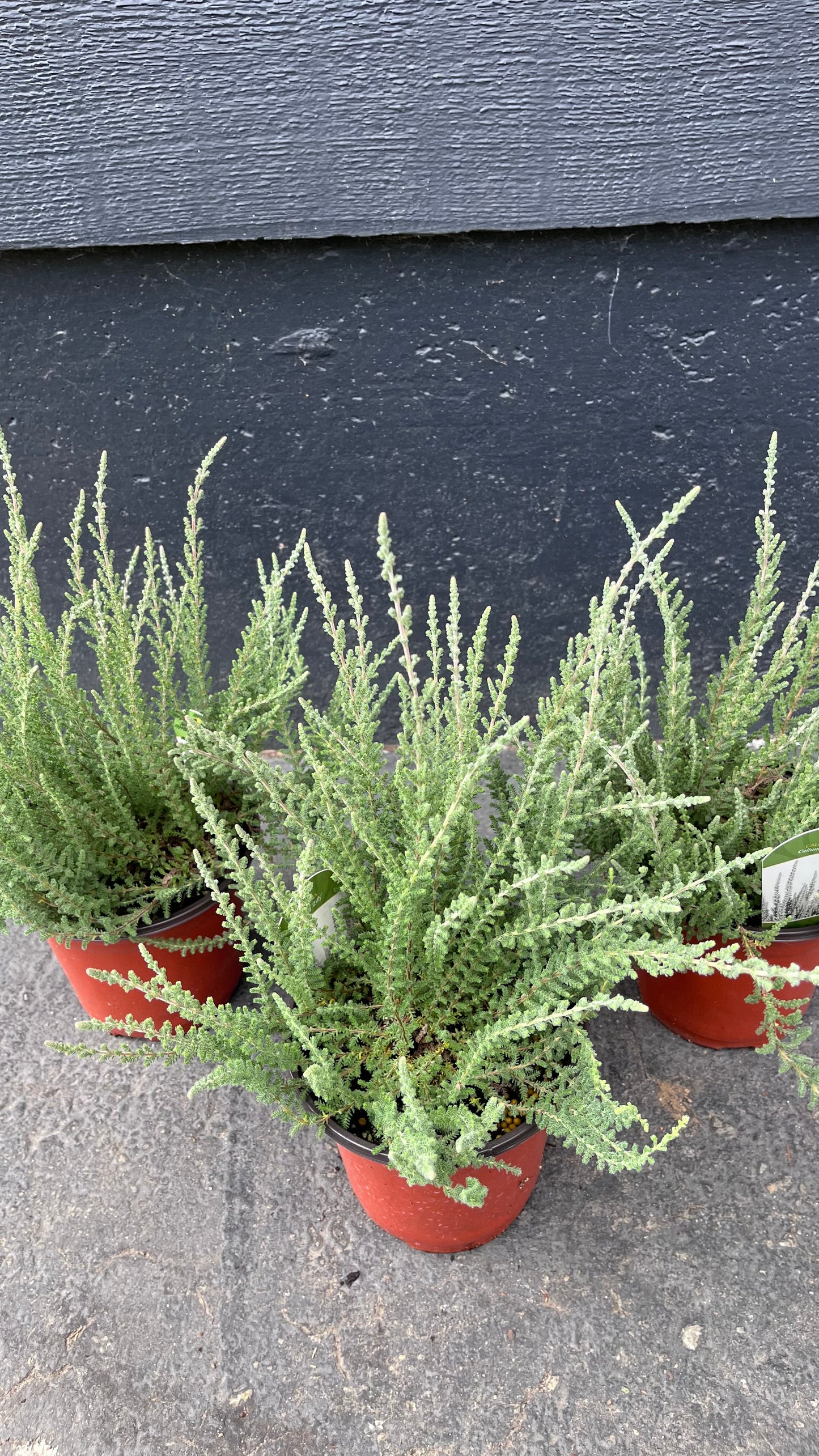 Zilly White Bud-Blooming Heather, Calluna Vulgaris Flowering Evergreen Shrub - Live Plant
