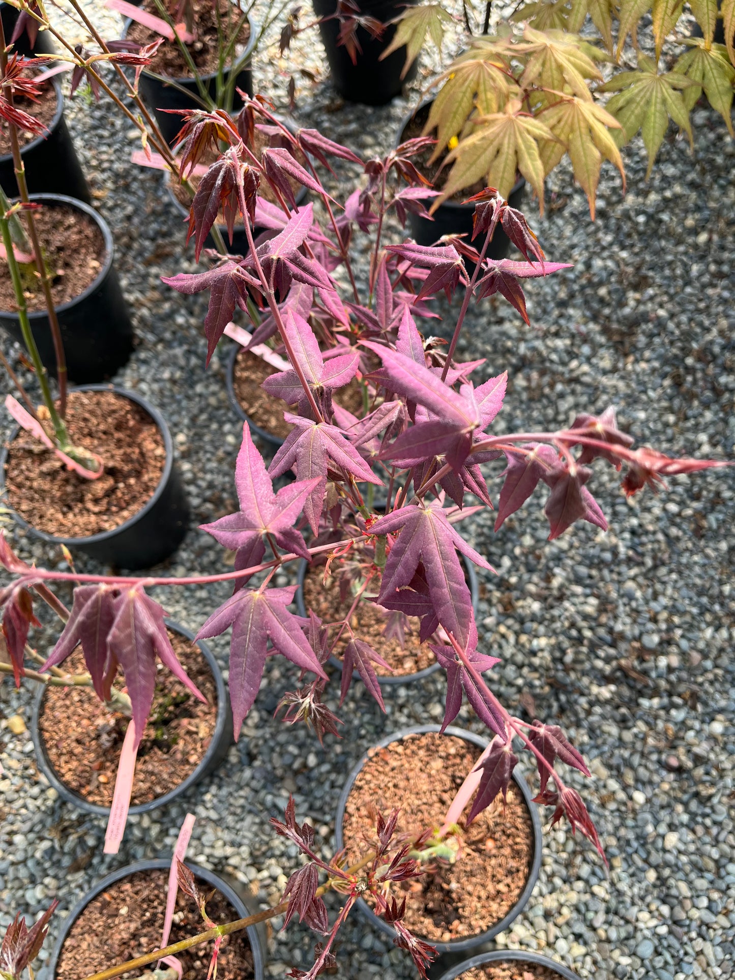 Mystic Jewel Japanese Maple Tree, Heat Tolerant Acer Oliverianum - Live Plant