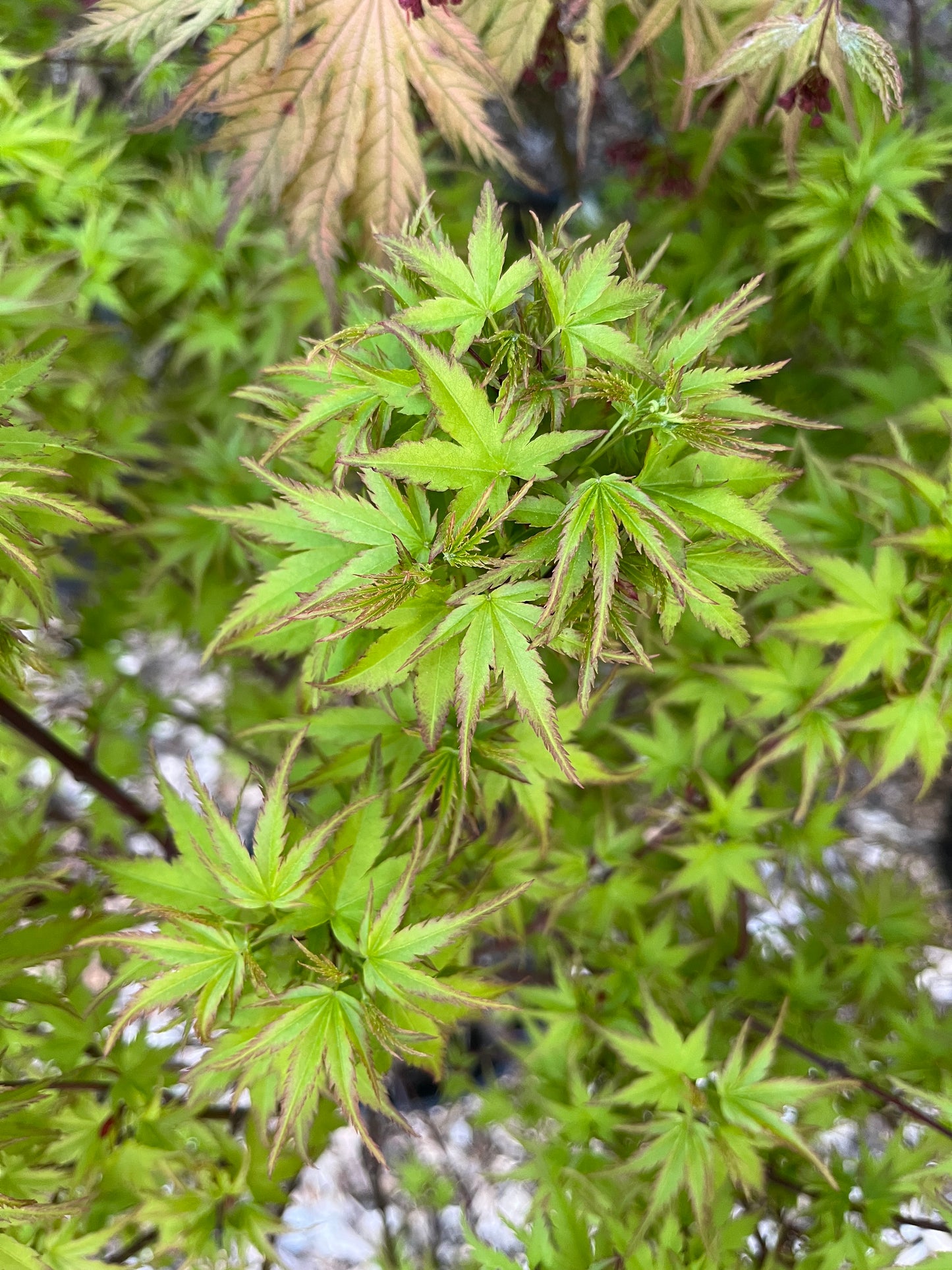 Sharp’s Pygmy, Dwarf Small Leaf Japanese Maple Tree - Live Plant