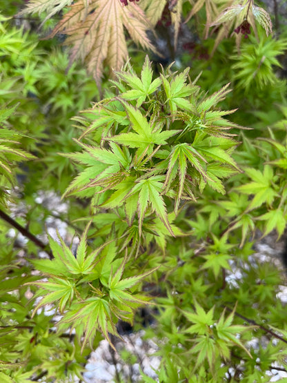 Sharp’s Pygmy, Dwarf Small Leaf Japanese Maple Tree - Live Plant