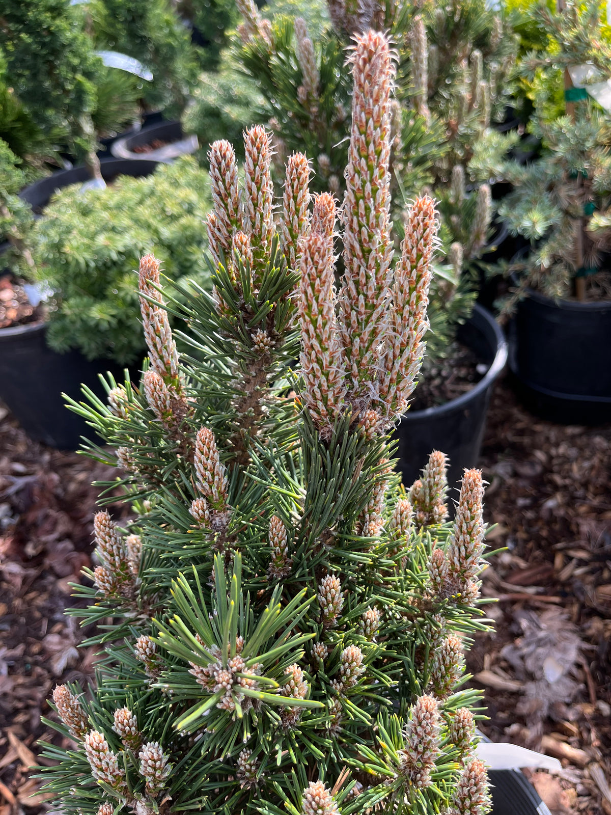 Kotobuki Dwarf Japanese Black Pine, Bonsai Starter Conifer Tree - Live Plant