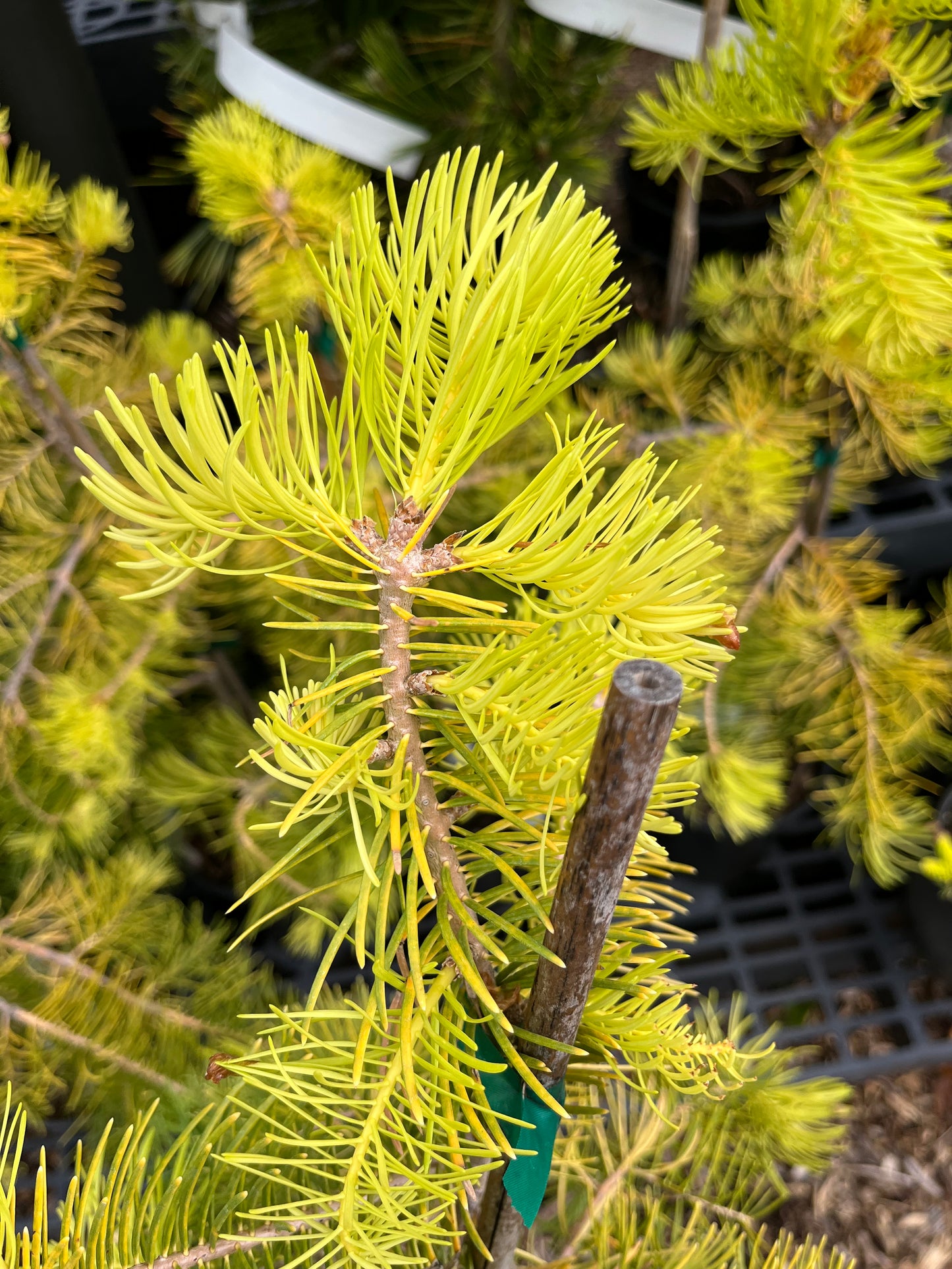Spring Blaze Abies Concolor Rare Golden White Fir Tree - Live Plant