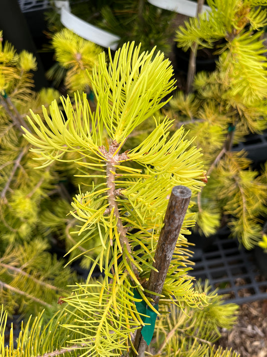 Spring Blaze Abies Concolor Rare Golden White Fir Tree - Live Plant