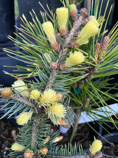 Gebelle's Golden Spring Picea Pungens, Rare Golden New Growth Blue Spruce - Live Plant