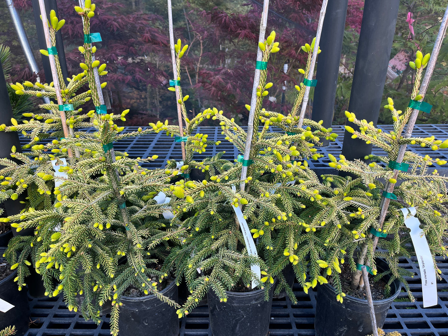 Skylands Golden Oriental Spruce, Picea Orientalis Conifer Tree - Live Plant