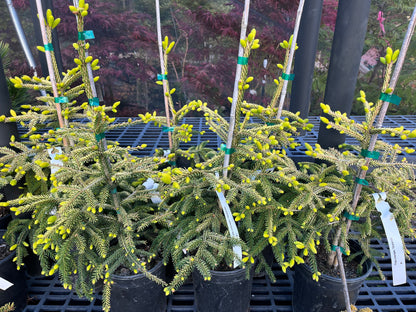 Skylands Golden Oriental Spruce, Picea Orientalis Conifer Tree - Live Plant