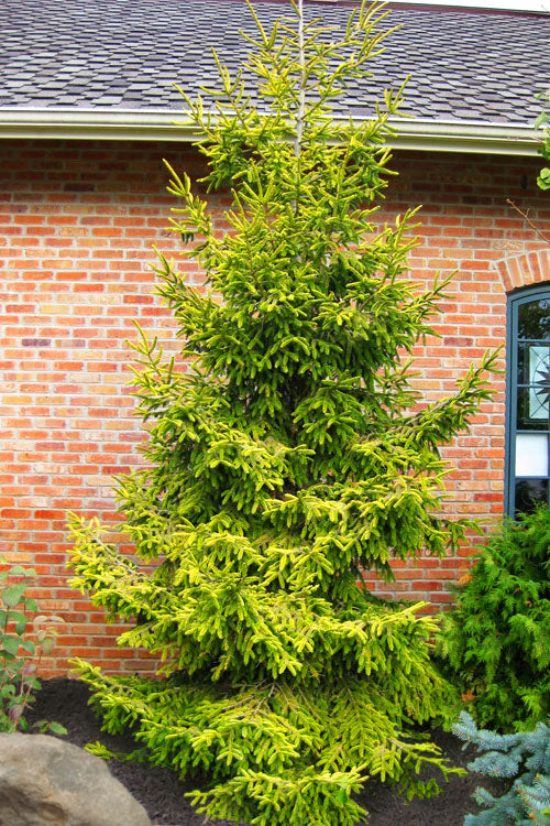 Skylands Golden Oriental Spruce, Picea Orientalis Conifer Tree - Live Plant