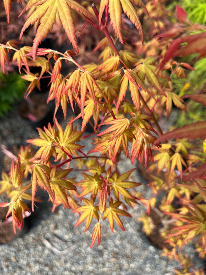 La Diabla Acer Palmatum Rare Japanese Maple Tree - Live Plant