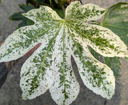 Variegated Spiders Web Fatsia Japonica, Rare Japanese Aralia Shrub - Live Plant