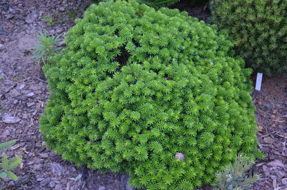Cis Dwarf Korean Fir Abies Koreana, Slow Growing Compact Evergreen Conifer - Live Plant