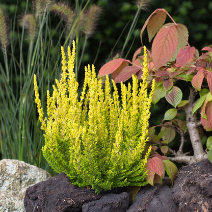 Zeta Golden Scotch Heather, Calluna Vulgaris Evergreen Shrub - Live Plant