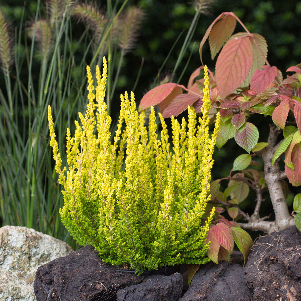 2 Live Plants | Zeta Golden Scotch Heather, Calluna Vulgaris Evergreen Shrub | 2-Pack