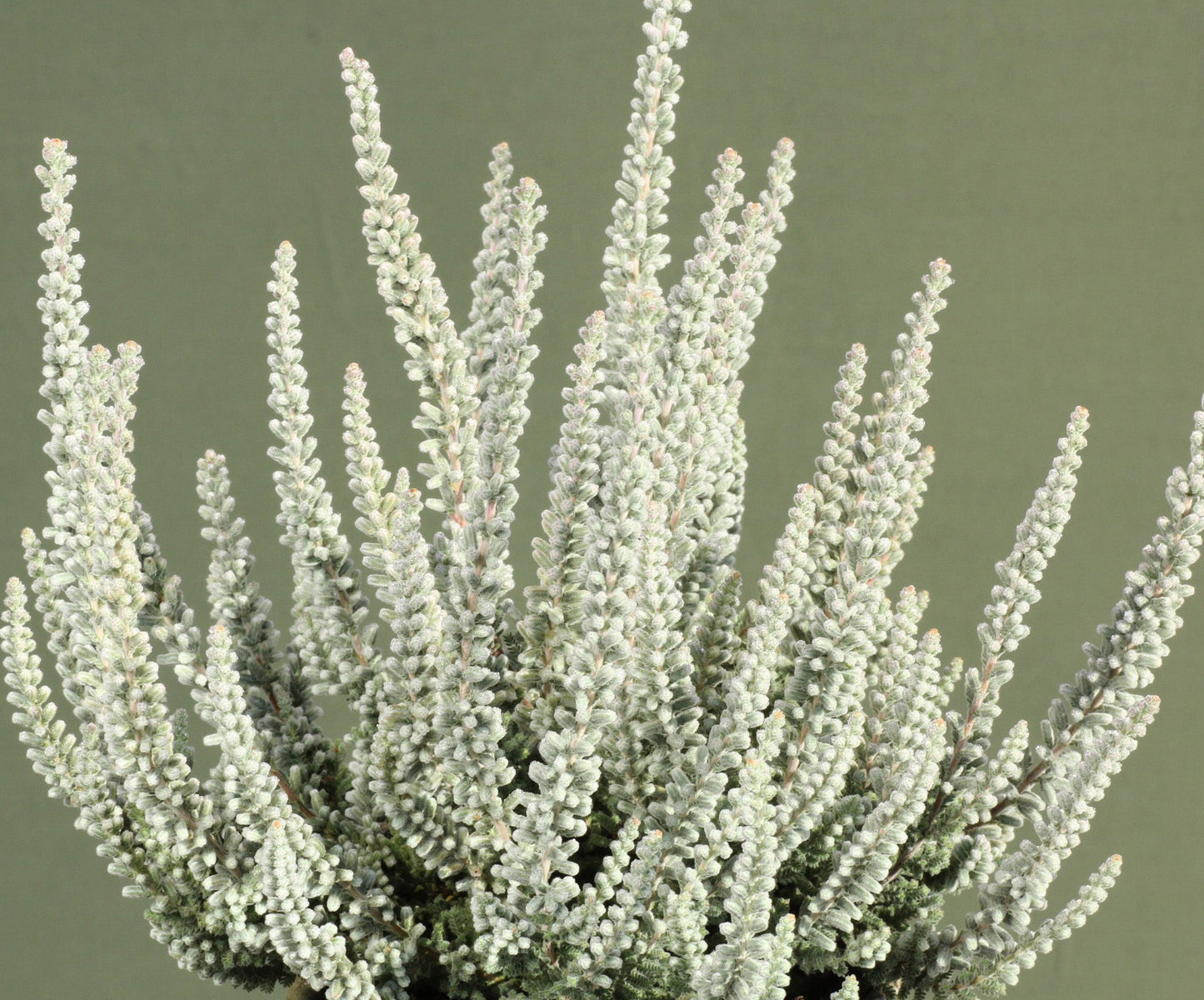 Zilly White Bud-Blooming Heather, Calluna Vulgaris Flowering Evergreen Shrub - Live Plant