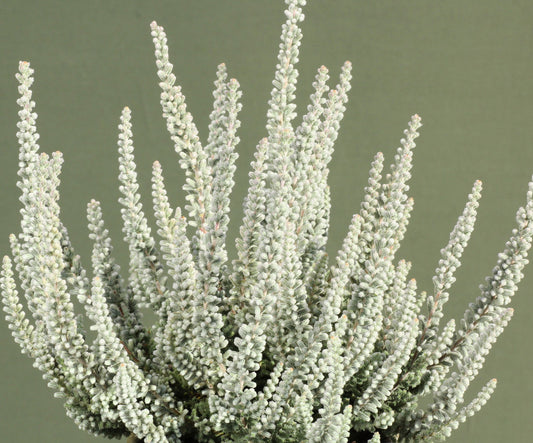Zilly White Bud-Blooming Heather, Calluna Vulgaris Flowering Evergreen Shrub - Live Plant