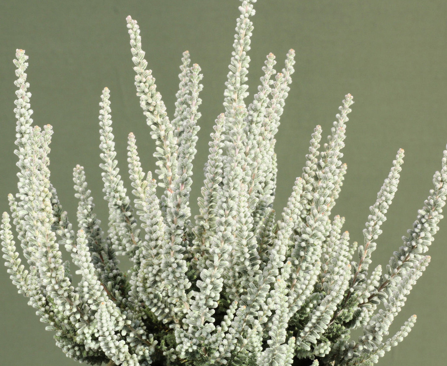 2 Live Plants | Zilly White Blooming Heather, Calluna Vulgaris Evergreen Shrub | 2-Pack
