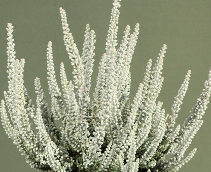 2 Live Plants | Zilly White Blooming Heather, Calluna Vulgaris Evergreen Shrub | 2-Pack