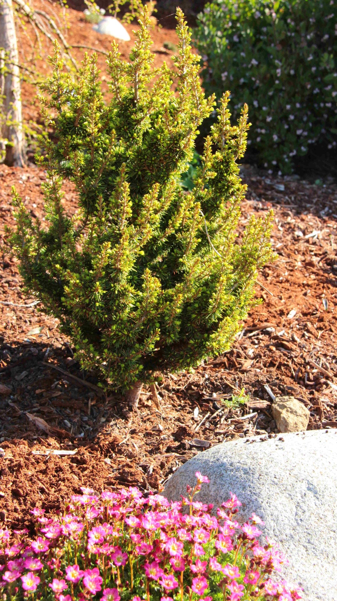 Kenwith Dwarf Cyprus Cedar, Cedrus Brevifolia Rare Miniature Conifer - Live Plant