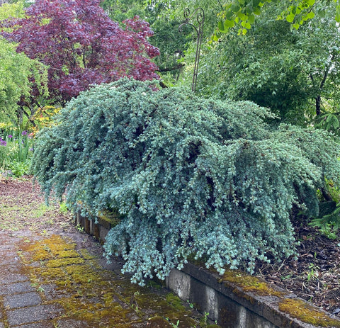 Sapphire Nymph Dwarf Blue Atlas Cedar Tree, Rare Collector Conifer - Live Plant