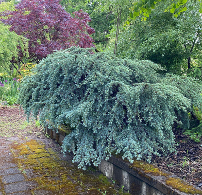 Sapphire Nymph Dwarf Blue Atlas Cedar Tree, Rare Collector Conifer - Live Plant