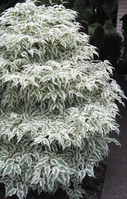 Summer Fun Variegated Dogwood Tree Cornus Kousa - Live Plant