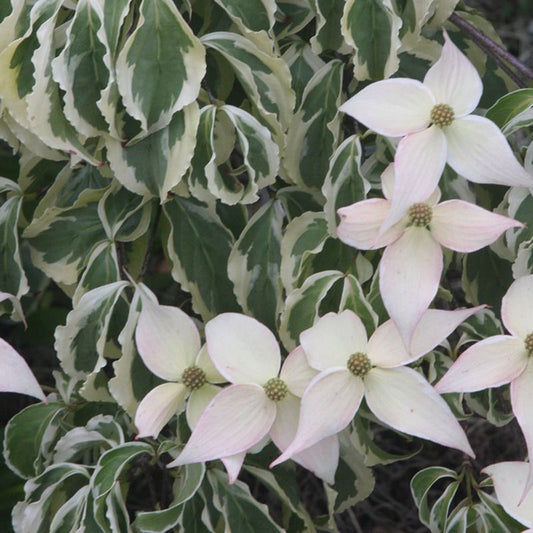 Summer Fun Variegated Dogwood Tree Cornus Kousa - Live Plant
