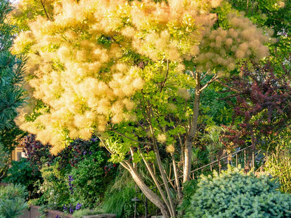 Ancot Golden Spirit Cotinus Coggygria Golden Smoke Bush Tree - Live Plant