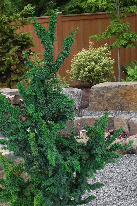 Chirimen Rare Dwarf Hinoki Cypress Conifer, Non-grafted, Unique Slow Growing Tree - Live Plant
