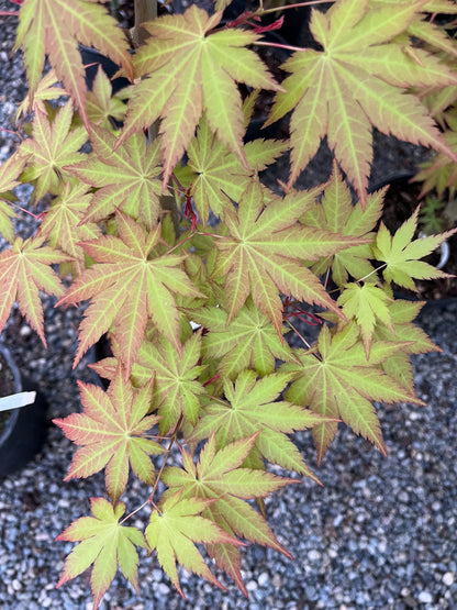 Sunny Dwarf Golden Full Moon Japanese Maple Tree - Live Plant