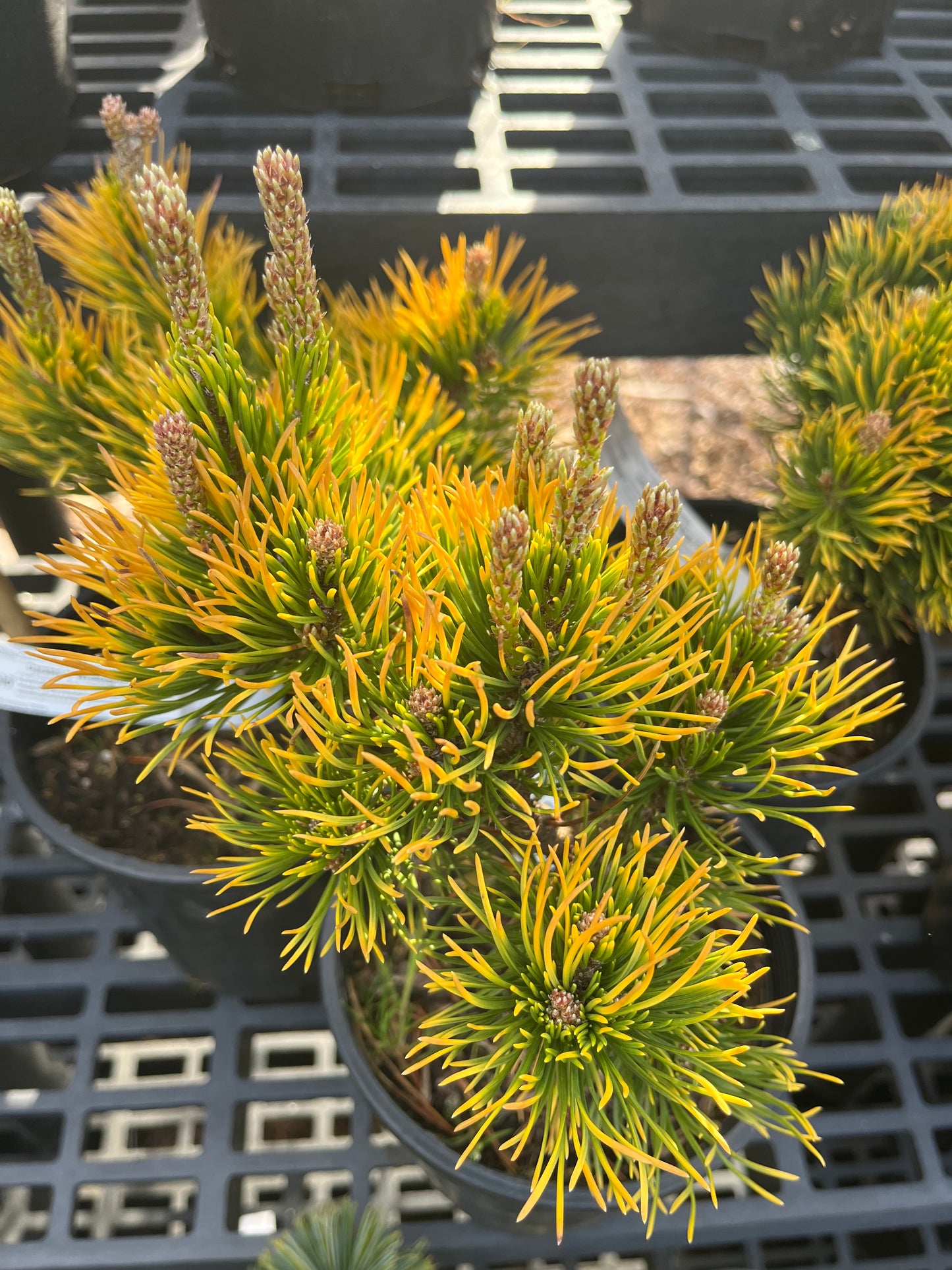 Carsten's Wintergold Dwarf Mugo Pine, Cold Hardy Conifer - Live Plant