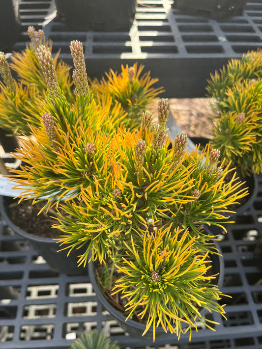 Carsten's Wintergold Dwarf Mugo Pine, Cold Hardy Conifer - Live Plant