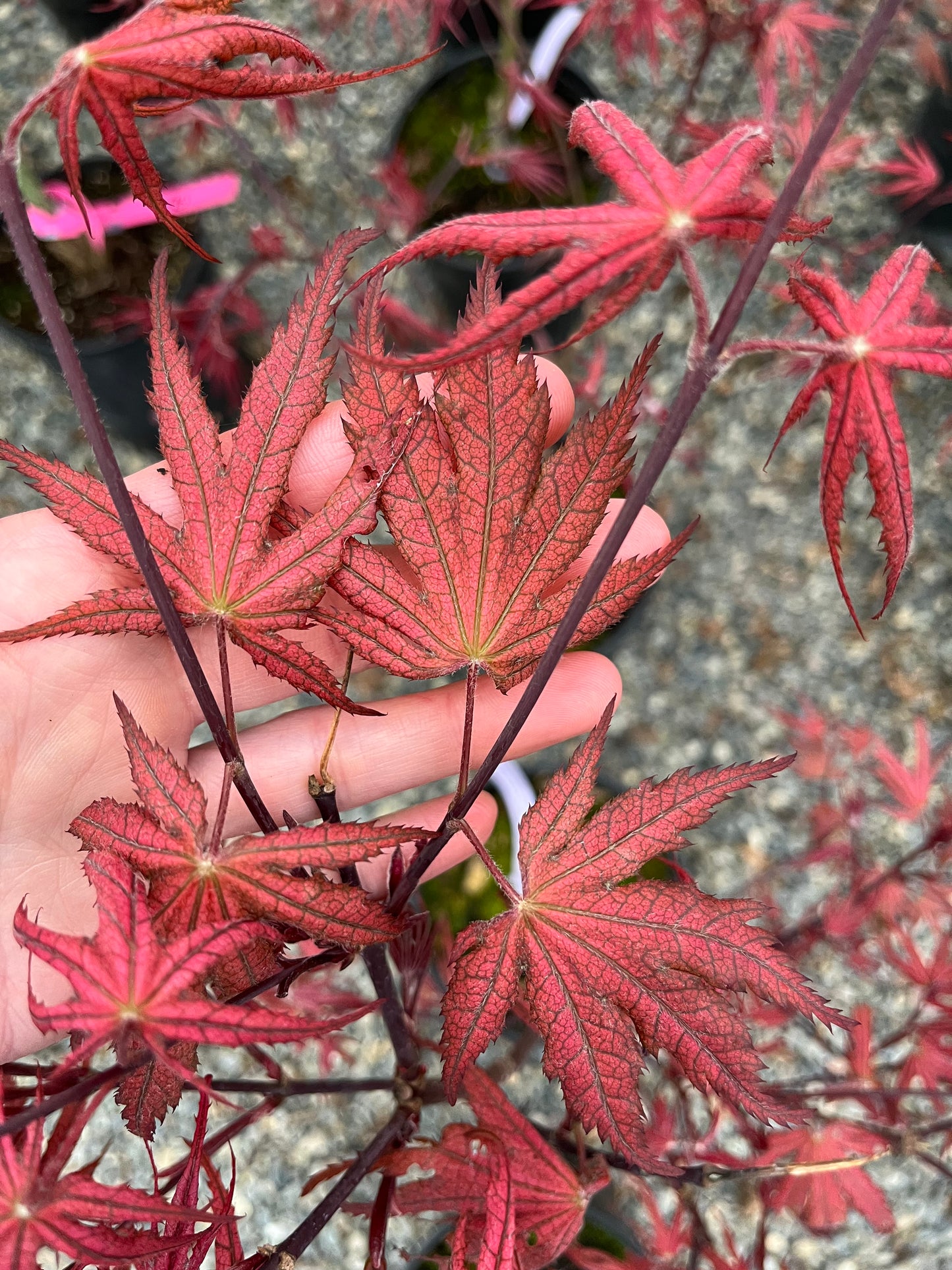 Olsen's Frosted Strawberry Japanese Maple, Rare Pink Ornamental Tree - Live Plant