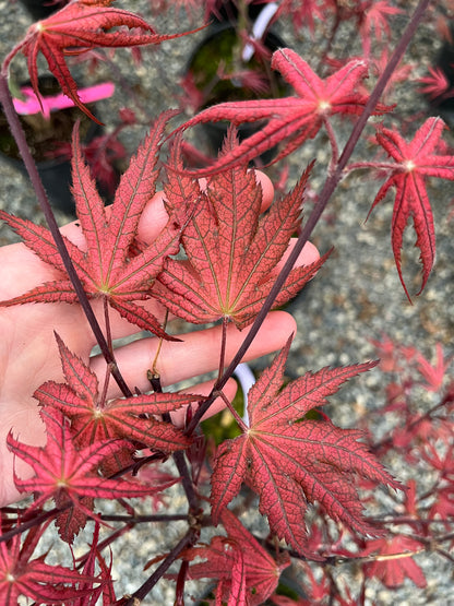 Olsen's Frosted Strawberry Japanese Maple, Rare Pink Ornamental Tree - Live Plant