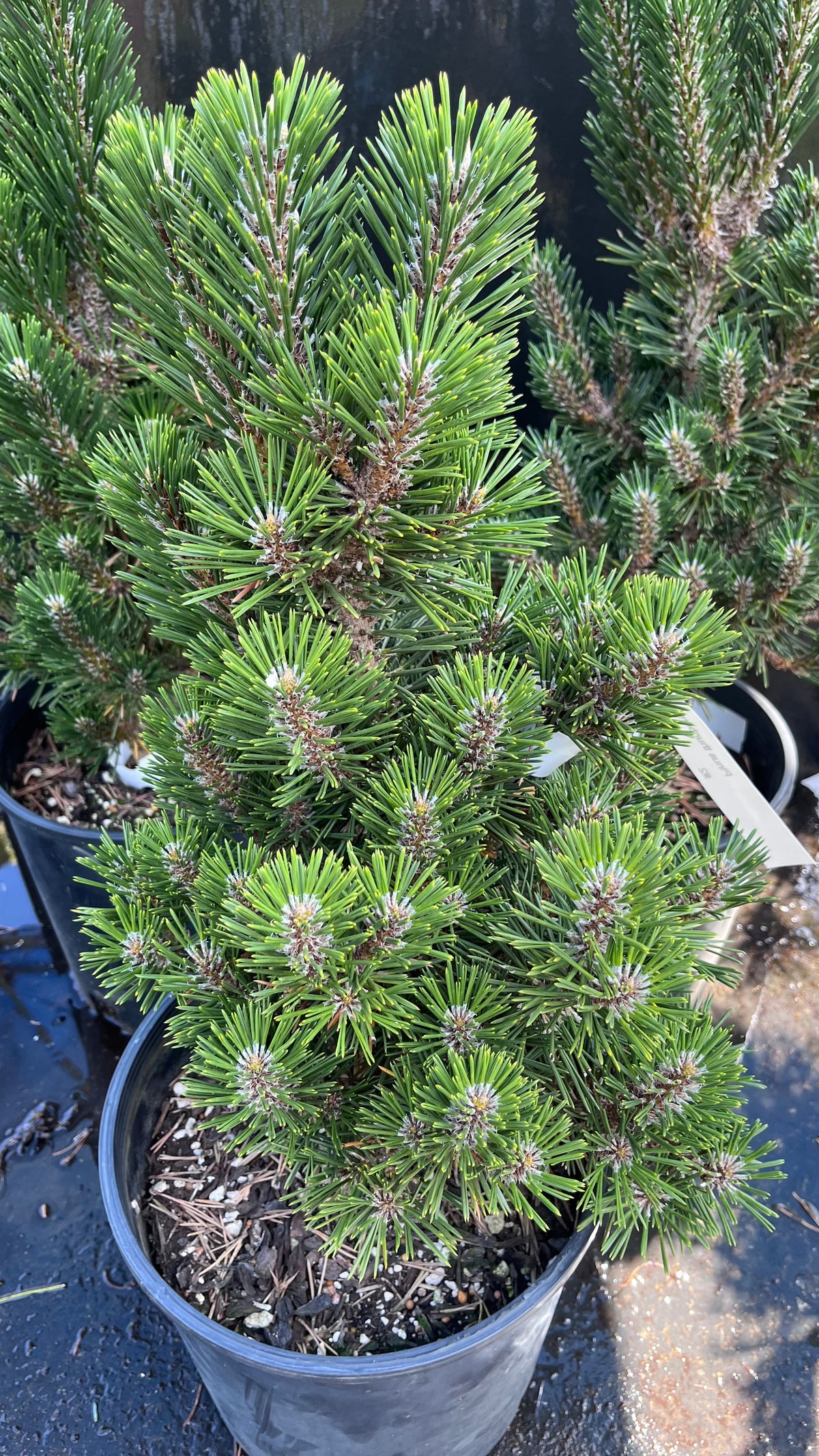 Kotobuki Dwarf Japanese Black Pine, Bonsai Starter Conifer Tree - Live Plant