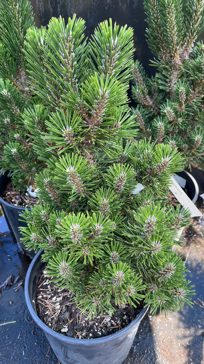 Kotobuki Dwarf Japanese Black Pine, Bonsai Starter Conifer Tree - Live Plant