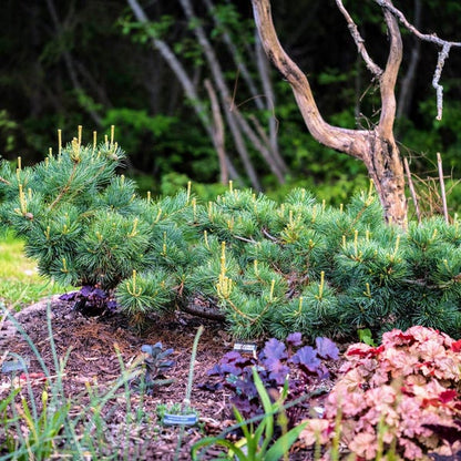 Fukuzumi Japanese White Pine, Dwarf Conifer, Irregular Habit - Live Plant