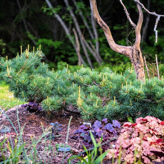 Fukuzumi Japanese White Pine, Dwarf Conifer, Irregular Habit - Live Plant