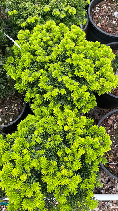 Cis Dwarf Korean Fir Abies Koreana, Slow Growing Compact Evergreen Conifer - Live Plant