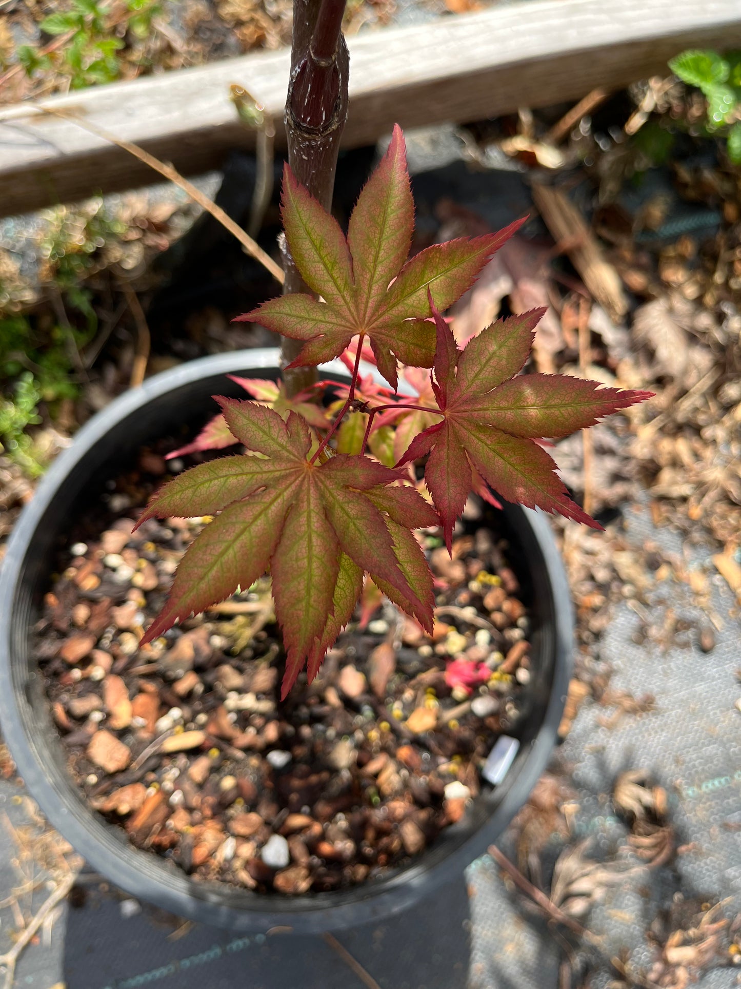 Nebula Rare Japanese Maple, Dwarf Reticulated Acer Palmatum Tree - Live Plant