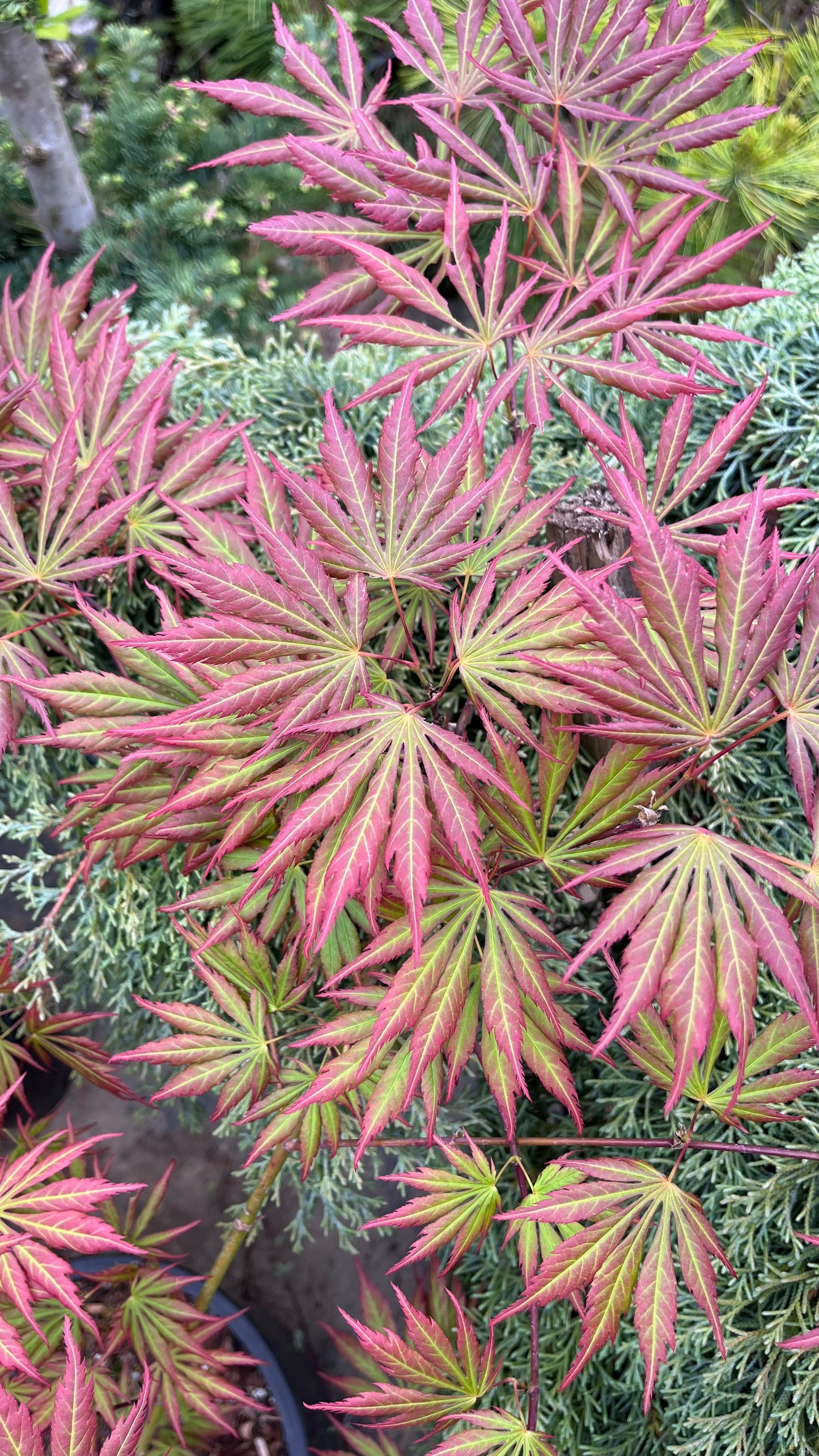 Bronze Age Japanese Maple, Rare Full Moon Acer Palmatum Dwarf Tree - Live Plant