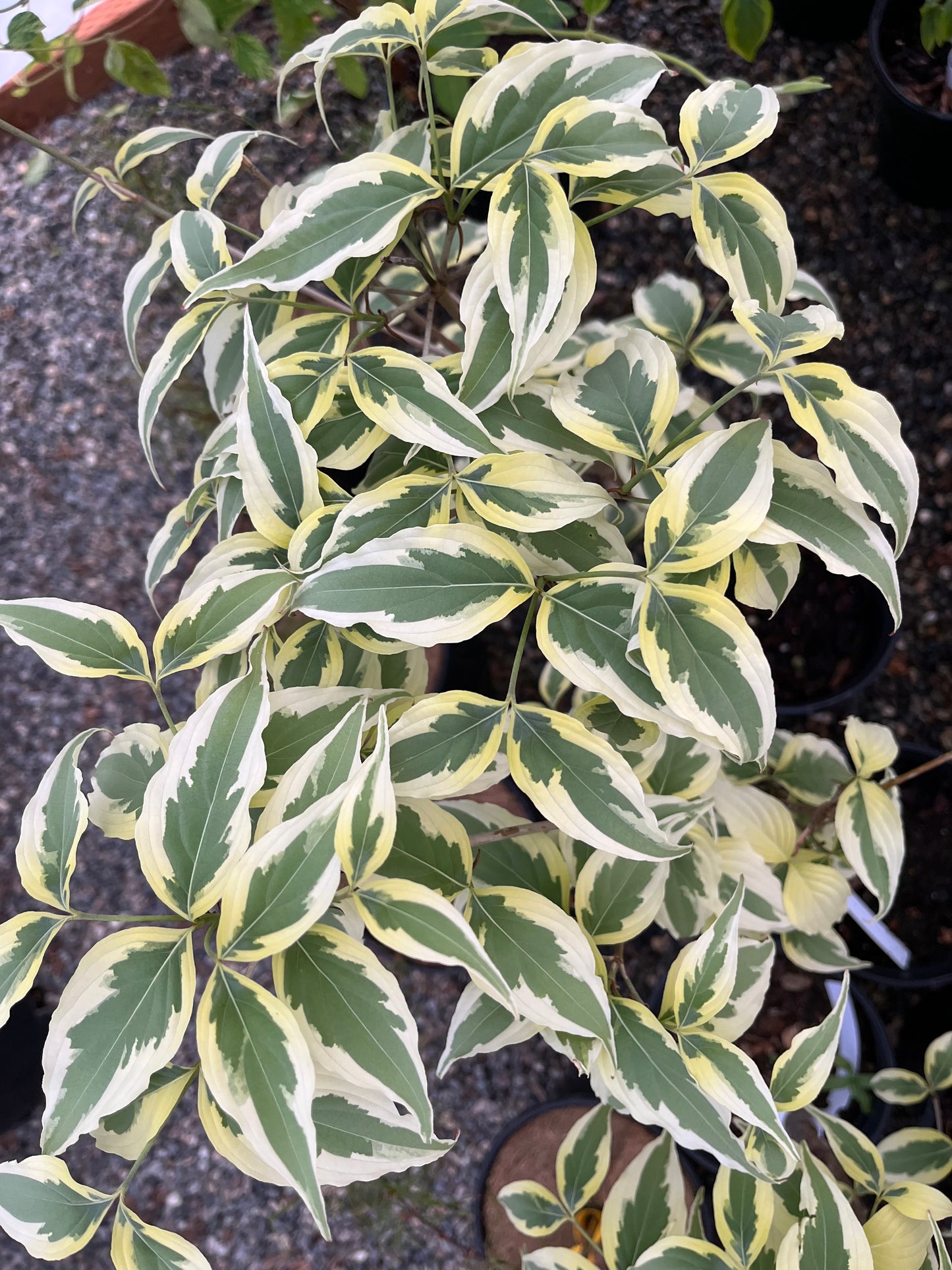 Summer Fun Variegated Dogwood Tree Cornus Kousa - Live Plant