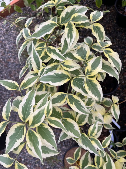 Summer Fun Variegated Dogwood Tree Cornus Kousa - Live Plant