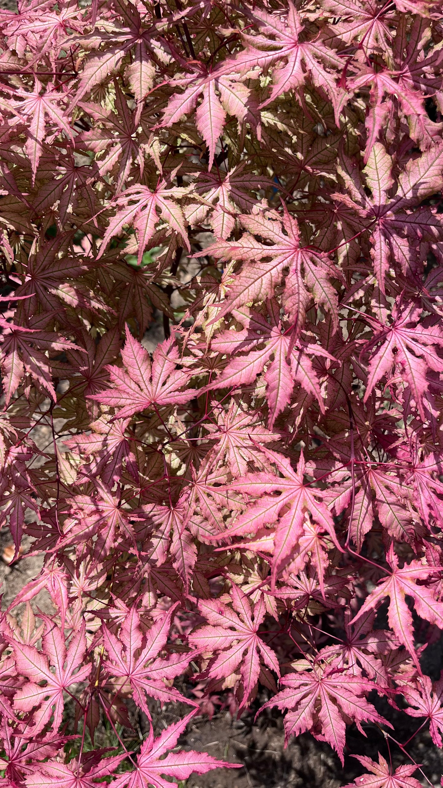 Strawberry Spring Japanese Maple Pink Reticulated Acer Palmatum - Live Plant