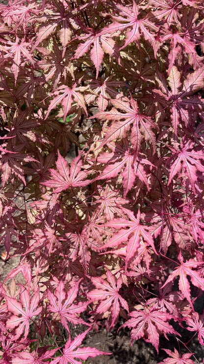 Strawberry Spring Japanese Maple Pink Reticulated Acer Palmatum - Live Plant