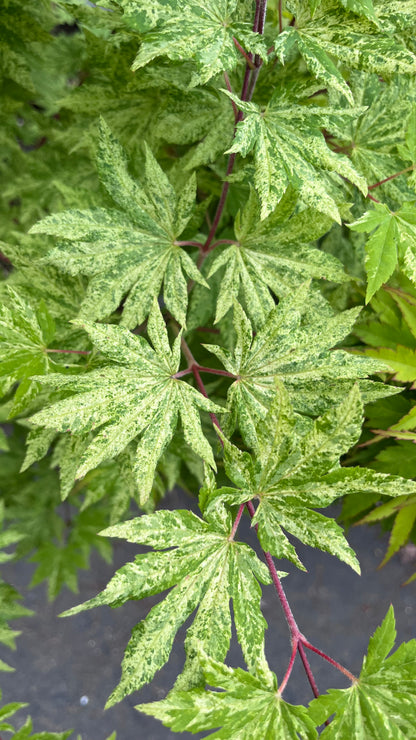 Kumoi Nishiki Rare Variegated Japanese Maple, Acer Sieboldianum Full Moon - Live Plant