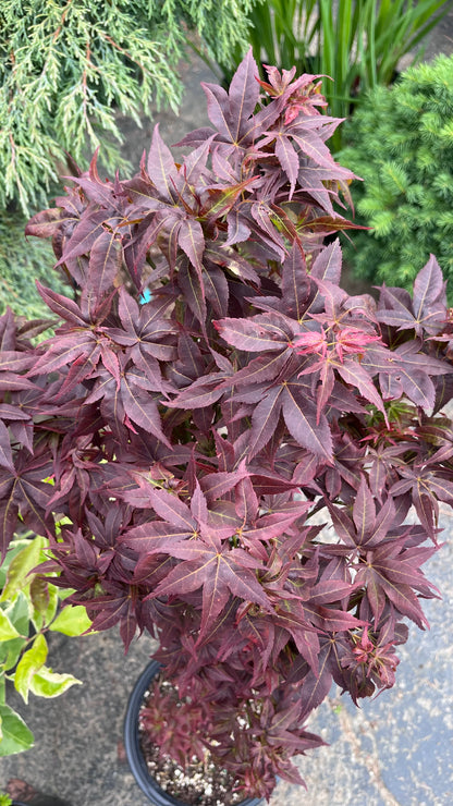 Kurenai Jishi Japanese Maple, Rare Red Lion's Head Acer Palmatum - Live Plant