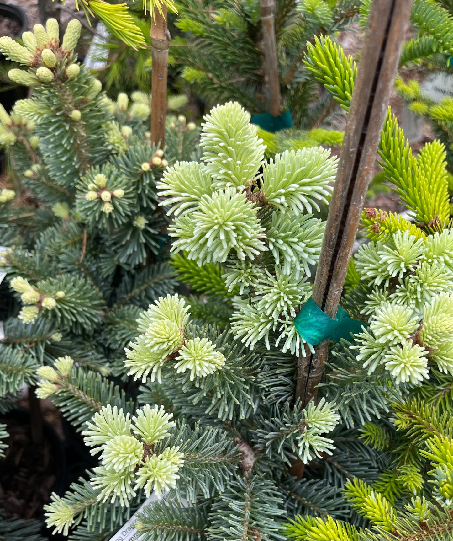 Glauca Compacta Dwarf Blue Rocky Mountain Subalpine Corkbark Fir Tree - Live Plant