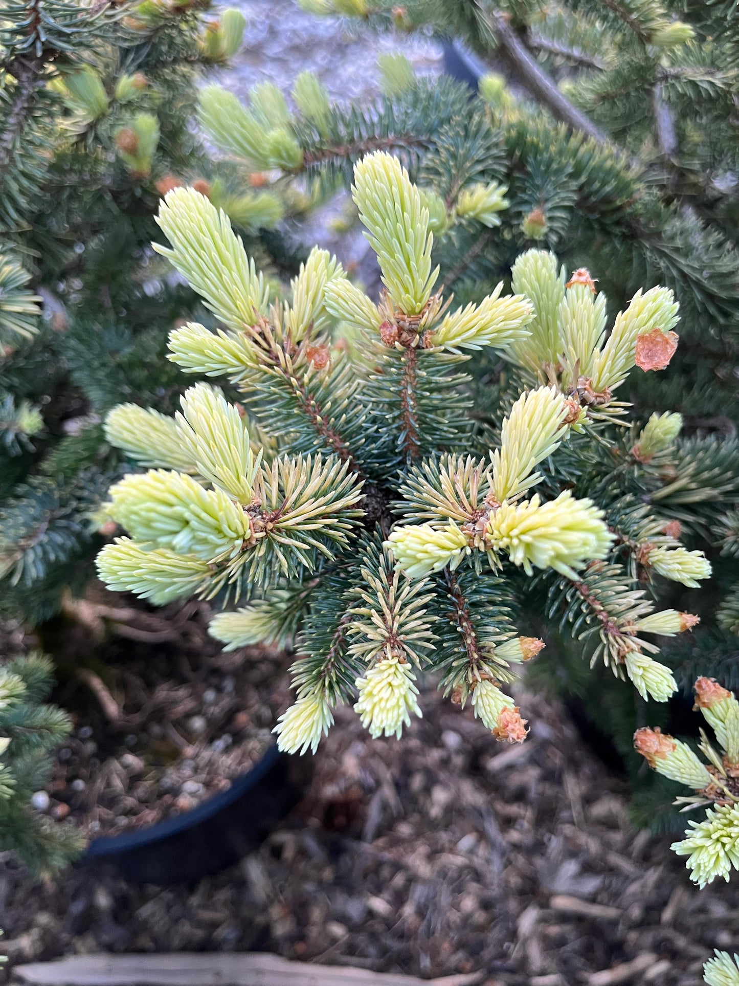 Walnut Glen Colorado Blue Spruce, Golden Dwarf Collector Conifer - Live Plant