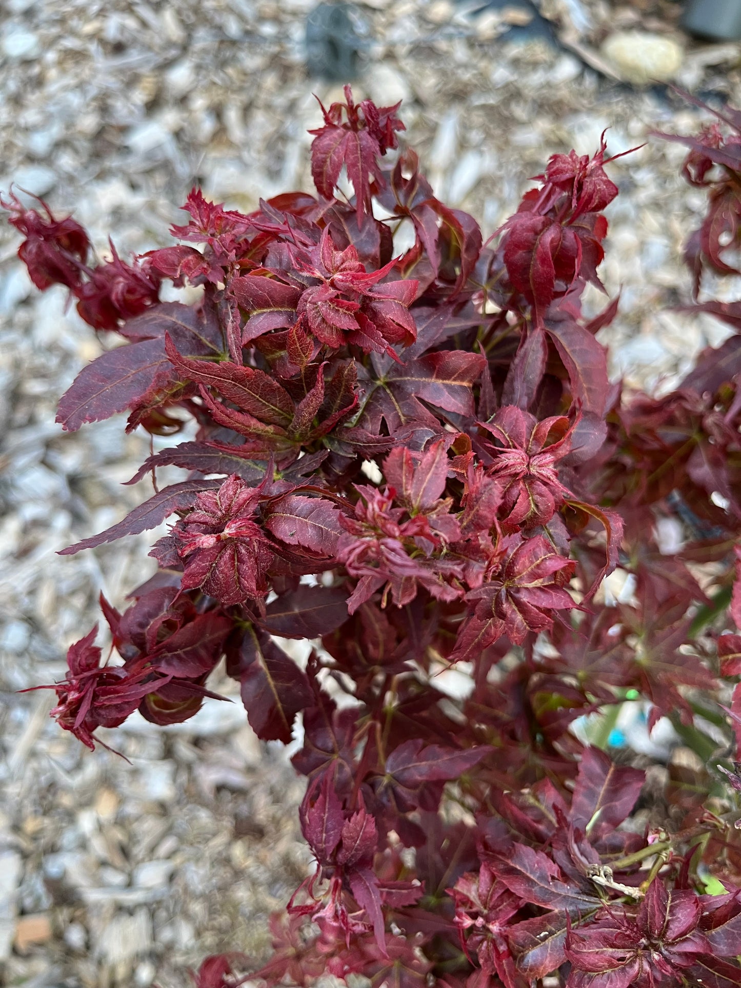 Kurenai Jishi Japanese Maple, Rare Red Lion's Head Acer Palmatum - Live Plant